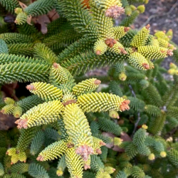 Kėnis (abies pinsapo) 'Aurea' vižalis dekaratyvus spygliai.