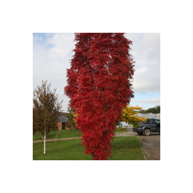 Šermukšnis paprastasis (Sorbus aucuparia) 'Autumn Spire'