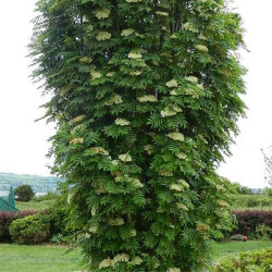 Šermukšnis paprastasis (Sorbus aucuparia) 'Autumn Spire'