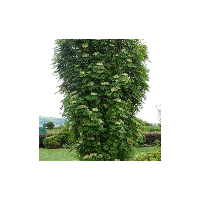 Šermukšnis paprastasis (Sorbus aucuparia) 'Autumn Spire'
