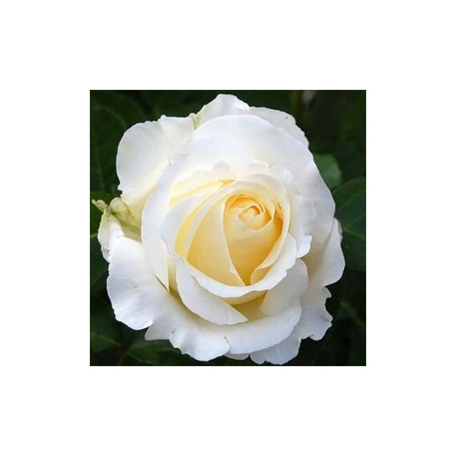Rožė (Rosa) 'Chopin'