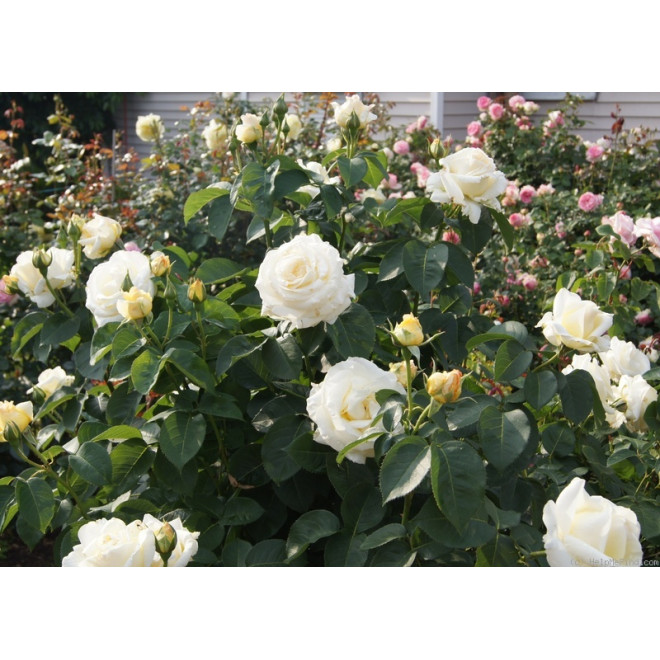 Rožė (Rosa) 'Chopin'