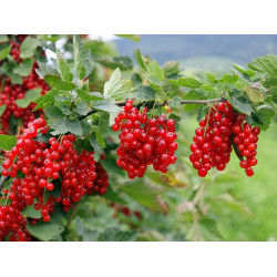 Serbentai raudonieji (Ribes) 'Jonkheer van Tets'