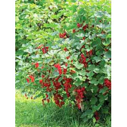 Serbentai raudonieji (Ribes) 'Jonkheer van Tets'