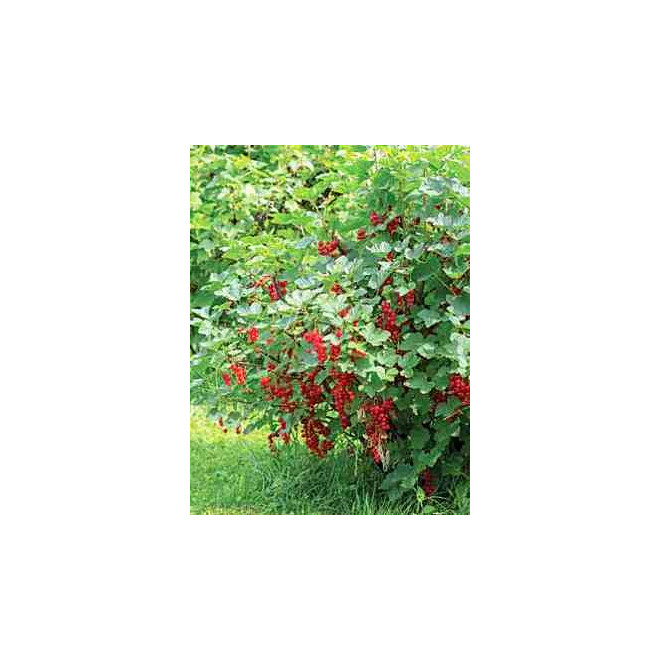 Serbentai raudonieji (Ribes) 'Jonkheer van Tets'