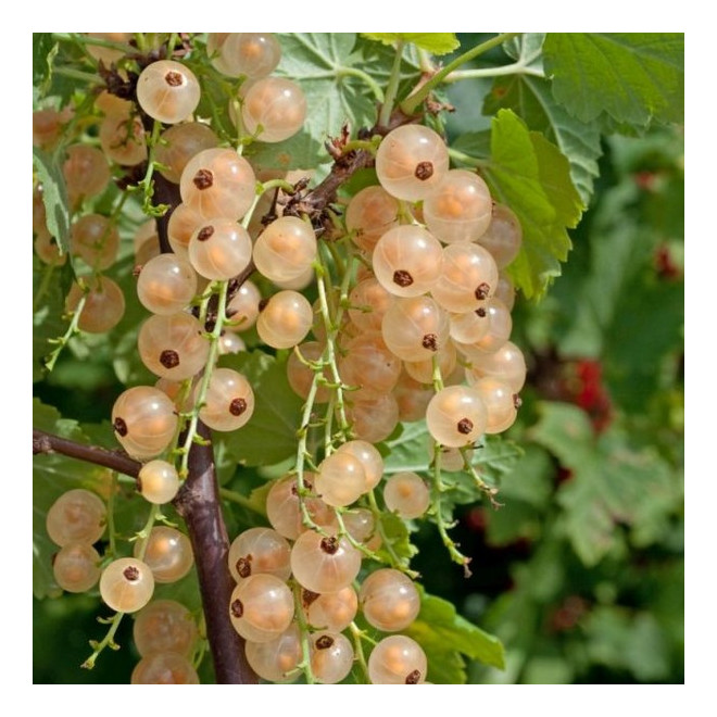 Serbentai baltieji (Ribes) 'Juteborgo baltieji'
