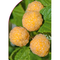 Avietė (Rubus) 'Jantar'