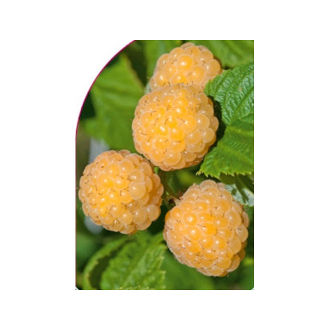 Avietė (Rubus) 'Jantar'