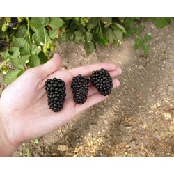 Gervuogė (Rubus) 'Prime Ark 45' stambios didelės saldžios uogos