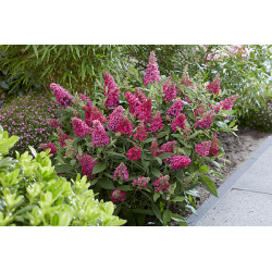 Budlėja davido (Buddleja davidii) 'Butterfly Candy Little Ruby'