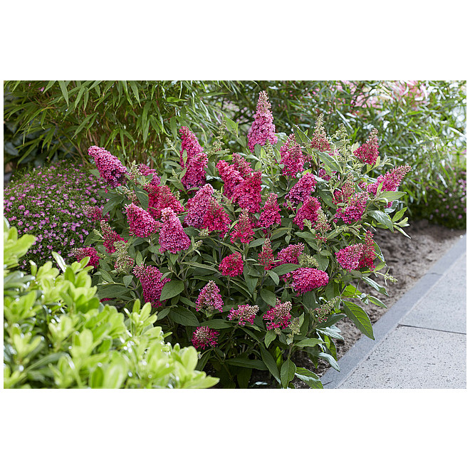 Budlėja davido (Buddleja davidii) 'Butterfly Candy Little Ruby'