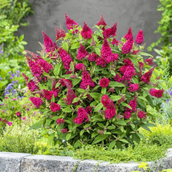 Budlėja davido (Buddleja davidii) 'Butterfly Candy Little Ruby'