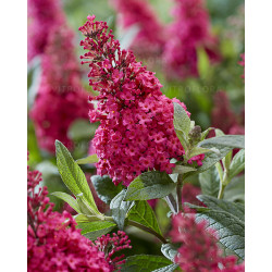 Budlėja davido (Buddleja davidii) 'Butterfly Candy Little Ruby'