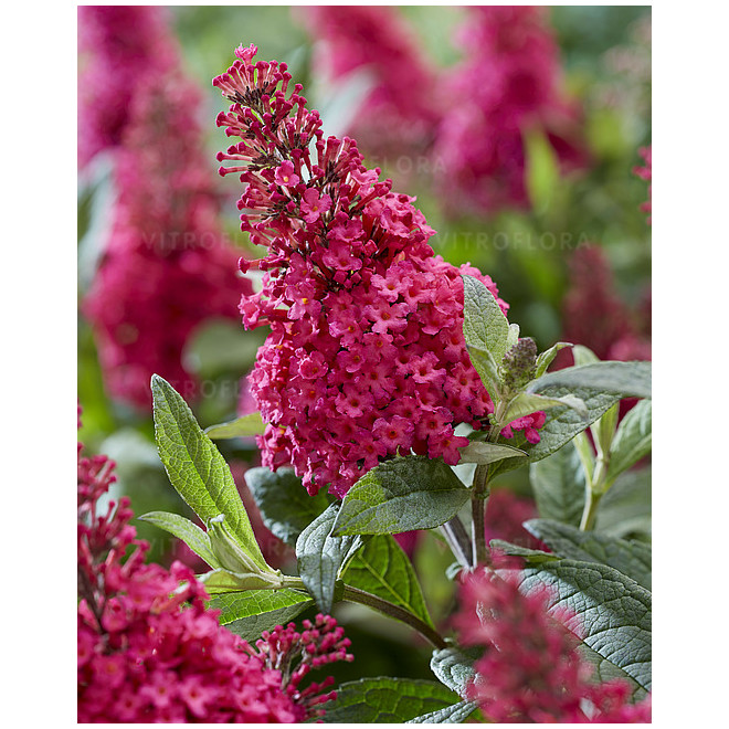 Budlėja davido (Buddleja davidii) 'Butterfly Candy Little Ruby'