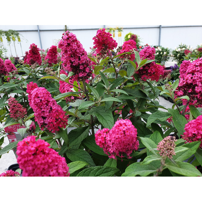 Budlėja davido (Buddleja davidii) 'Butterfly Candy Little Ruby'