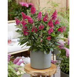 Budlėja davido (Buddleja davidii) 'Butterfly Candy Little Ruby'