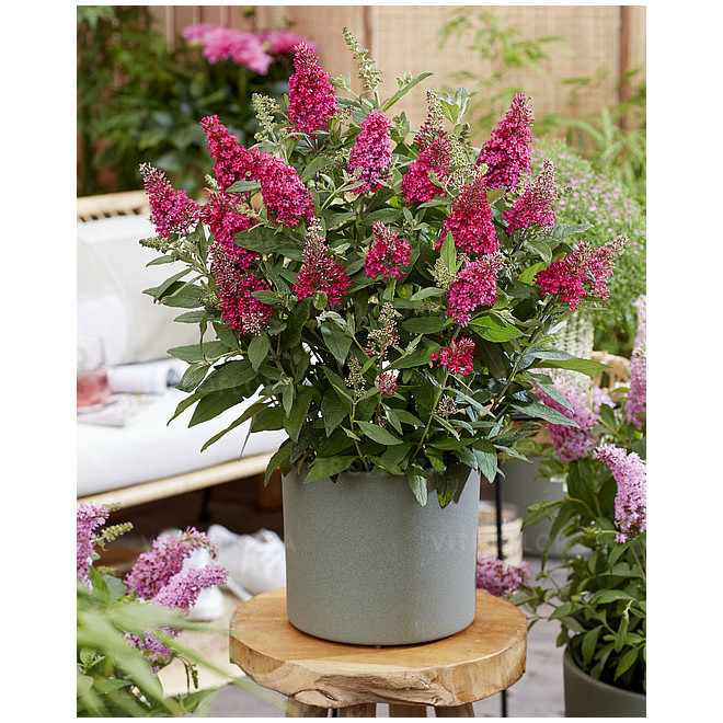 Budlėja davido (Buddleja davidii) 'Butterfly Candy Little Ruby'