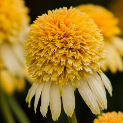 Ežiuolė (Echinacea) 'Lemon Drop' geltoni žiedai kompaktiškas krūmas žydi ilgai