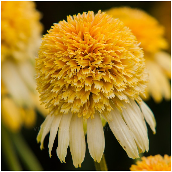 Ežiuolė (Echinacea) 'Lemon Drop' geltoni žiedai kompaktiškas krūmas žydi ilgai