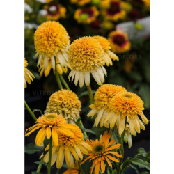 Ežiuolė (Echinacea) 'Lemon Drop' geltoni žiedai kompaktiškas krūmas žydi ilgai
