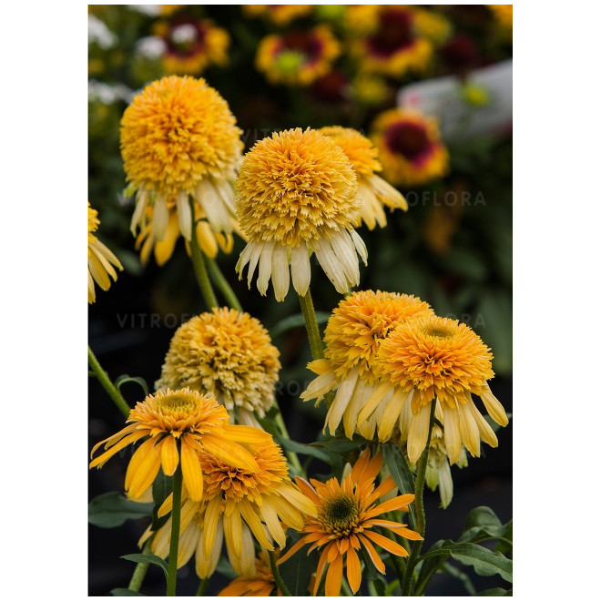 Ežiuolė (Echinacea) 'Lemon Drop' geltoni žiedai kompaktiškas krūmas žydi ilgai