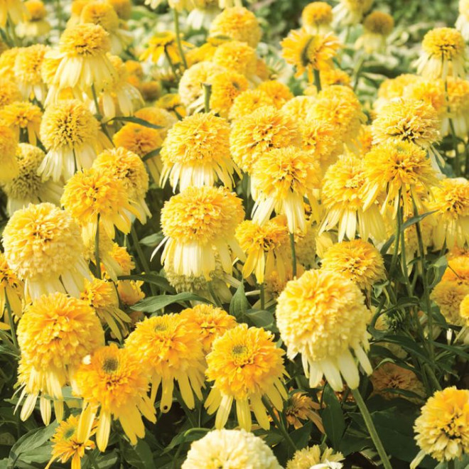 Ežiuolė (Echinacea) 'Lemon Drop' geltoni žiedai kompaktiškas krūmas žydi ilgai