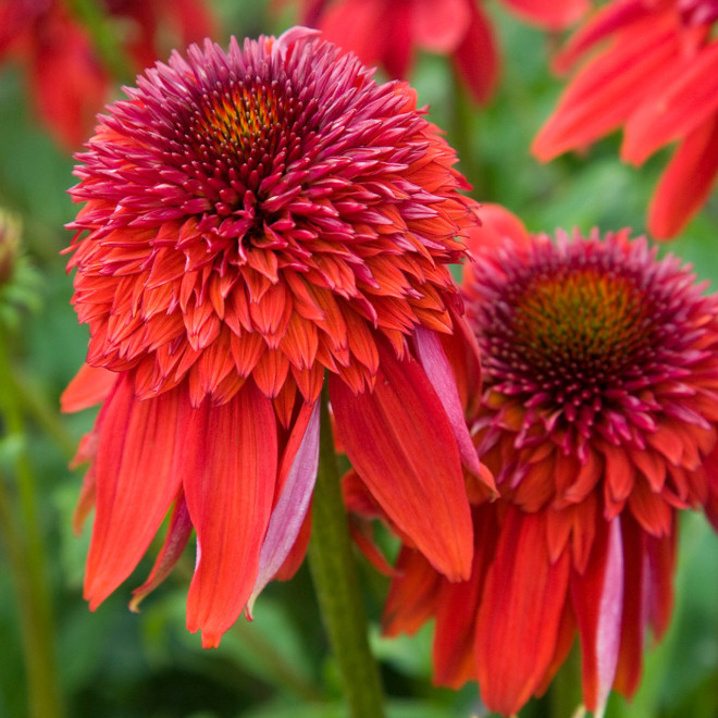 Ežiuolė (Echinacea) 'Eccentric'