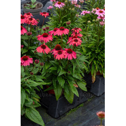 Ežiuolė (Echinacea) 'SunMagic Vintage Red'