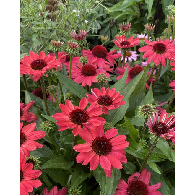Ežiuolė (Echinacea) 'SunMagic Vintage Red'