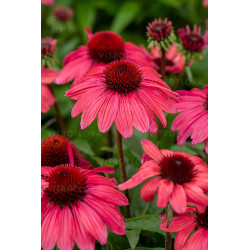 Ežiuolė (Echinacea) 'SunMagic Vintage Red'