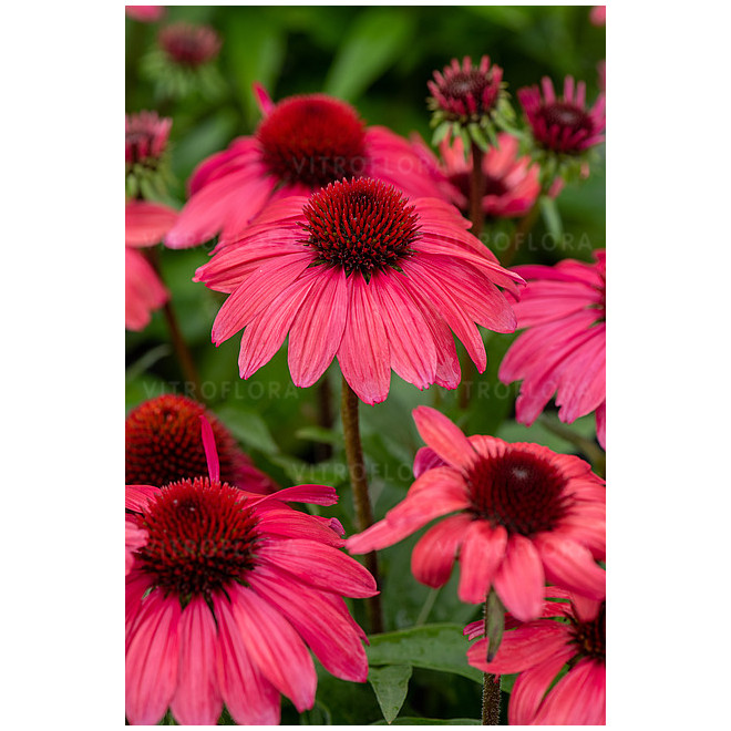 Ežiuolė (Echinacea) 'SunMagic Vintage Red'