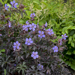 Snaputis pievinis  (Geranium pratense) 'Midnight Reiter'