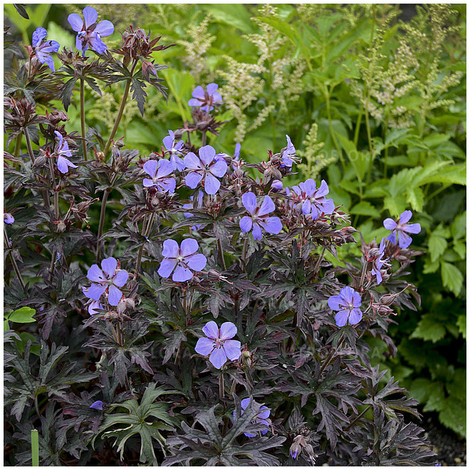 Snaputis pievinis  (Geranium pratense) 'Midnight Reiter'