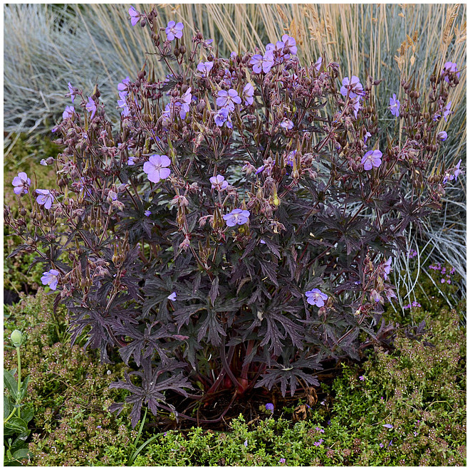 Snaputis pievinis  (Geranium pratense) 'Midnight Reiter'