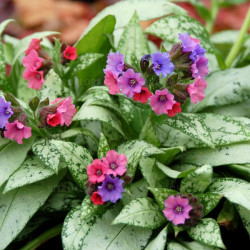 Plautė (Pulmonaria x hybrida) 'Silver Bouquet'