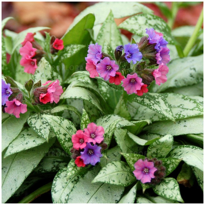 Plautė (Pulmonaria x hybrida) 'Silver Bouquet'
