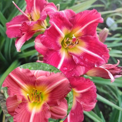 Viendienė (Hemerocallis) 'Matrousjka'
