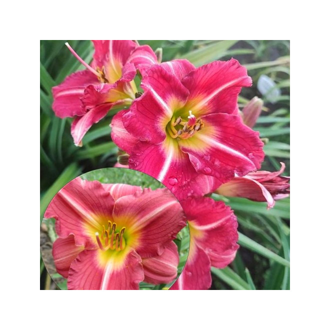 Viendienė (Hemerocallis) 'Matrousjka'