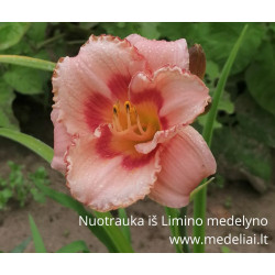 Viendienė (Hemerocallis) 'Strawbery Fields Forever'
