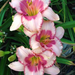 Viendienė (Hemerocallis) 'Strawbery Fields Forever'