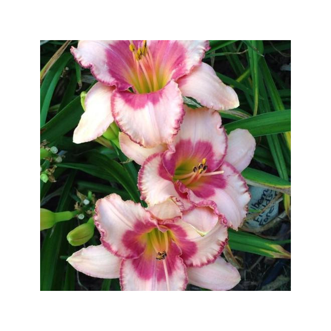 Viendienė (Hemerocallis) 'Strawbery Fields Forever'