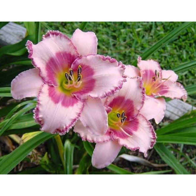 Viendienė (Hemerocallis) 'Strawbery Fields Forever'