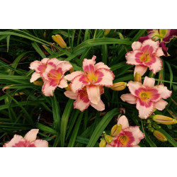 Viendienė (Hemerocallis) 'Strawbery Fields Forever'