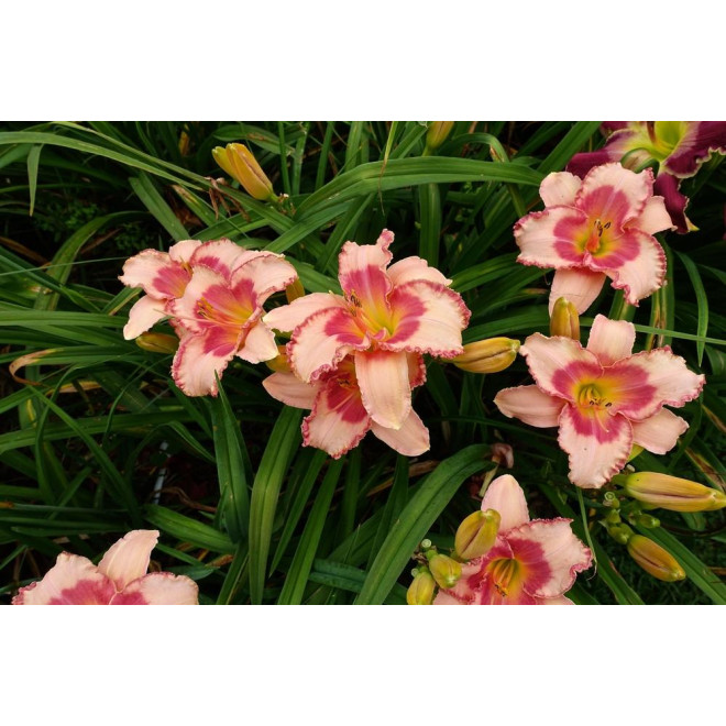 Viendienė (Hemerocallis) 'Strawbery Fields Forever'