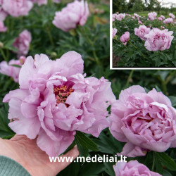 Bijūnas (Paeonia Itoh) 'First Arrival'