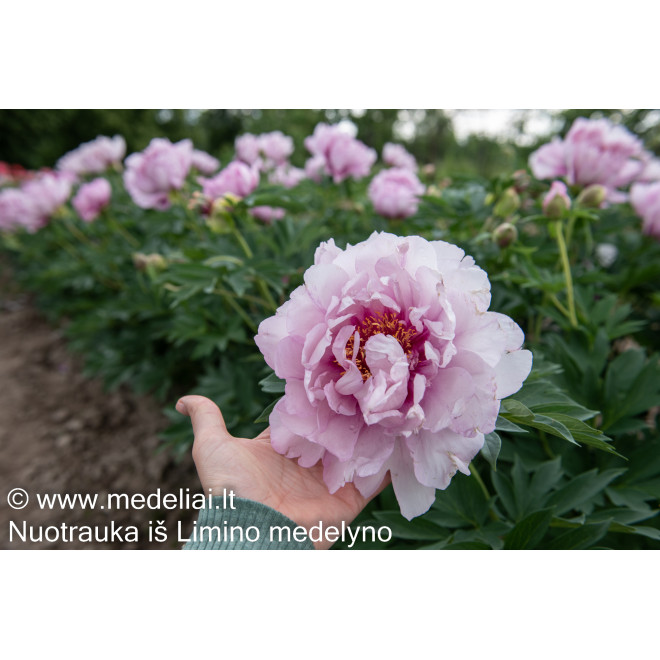 Bijūnas (Paeonia Itoh) 'First Arrival'