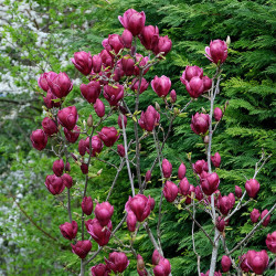 Magnolija sulanžo (Magnolia soulangeana) 'Genie' tamsūs žiedai siauras vainikas