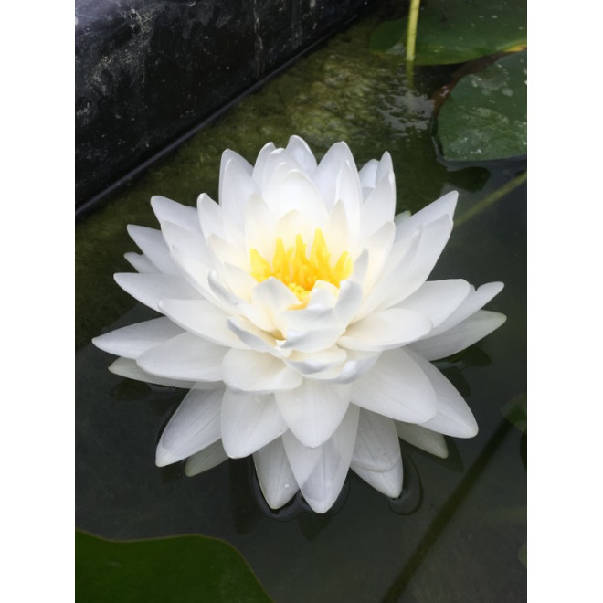 Lelija vandens (Nymphaea) 'Gonnere'