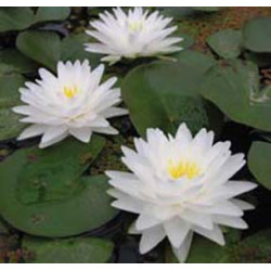 Lelija vandens (Nymphaea) 'Gonnere'