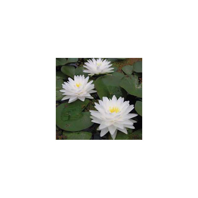 Lelija vandens (Nymphaea) 'Gonnere'